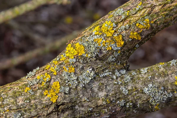 Xanthoria Parietina Common Orange Lichen Yellow Scale Maritime Sunburst Lichen — Stock Photo, Image