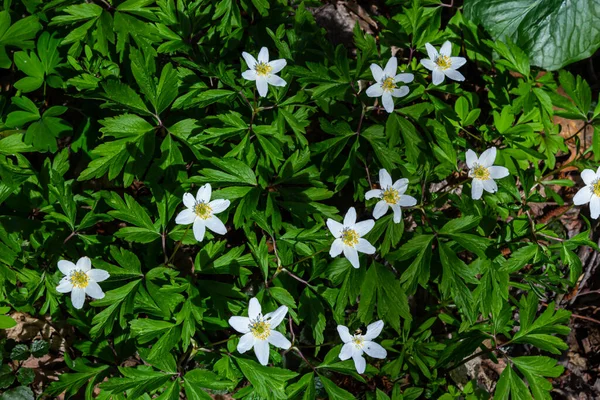 Anemone Nemorosa 'nın beyaz bahar çiçekleri baharda, güneşli bir günde orman zemininde.