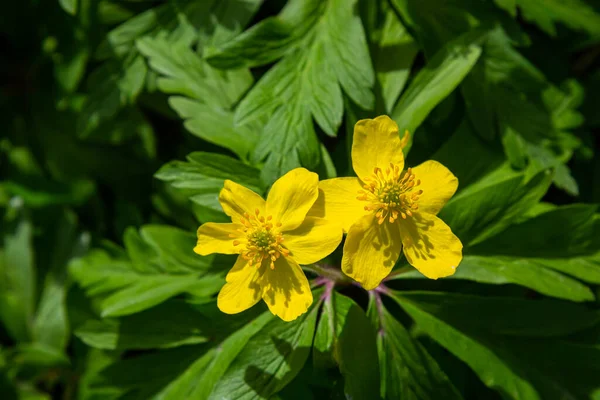 Anemone ranunculoides, sarı anemon, sarı ahşap anemon ya da düğün çiçeği şakayığı.