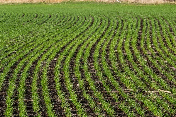 Bir alanda büyüyen genç buğday fidan. Buğday toprağa büyüyen genç yeşil.