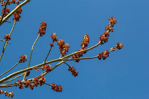 Kül yapraklı akçaağaç, Acer negundo, Manitoba akçaağaç, akçaağaç külü. Çiçekli akçaağaç.
