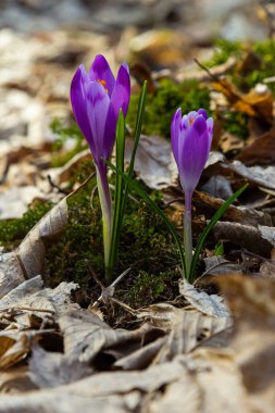 Ormanlık bir tarlaya yakın, krokus tommasinianus, çiçek açıyor..