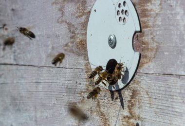 Arıların çoğu çiçek nektarı ve çiçek poleniyle arı kovanına girip çıkıyor. Çiçeklerden nektar toplayan arı sürüsü. Sağlıklı organik çiftlik balı.