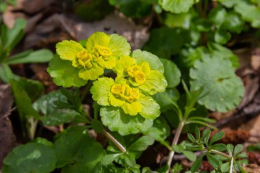 Yumuşak kenarlı, çiçek açan Golden Saxifrage Chrysosplenium alternifolium. Seçici odaklanma. İyileştirici özelliği var. Sarı pınar Küçük çiçekler.