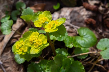 Yumuşak kenarlı, çiçek açan Golden Saxifrage Chrysosplenium alternifolium. Seçici odaklanma. İyileştirici özelliği var. Sarı pınar Küçük çiçekler.