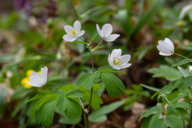 Sahte Anemone ya da Isopyrum thalictroides, çiçek açan ilkbahar erken dönem Avrupa bitkisi yerleşim alanları, Ranunculaceae familyası Avrasya yerlisi.