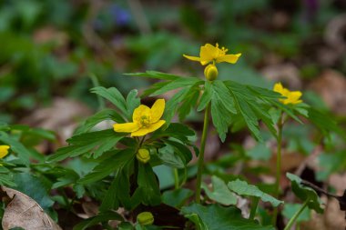 İlkbaharda vahşi ormanda anemon sarısı Anemone ranunculoides açar..