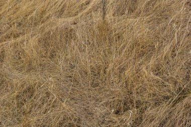 Rüzgâr ve yağmurun altında ezdiği kuru çimenler bir tarlada yatıyor. Sarı ölü ot, doğal arka plan..