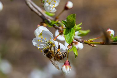 Kafkas eriği çiçekli bal arısı. Prunus cerasifera var.divaricata.