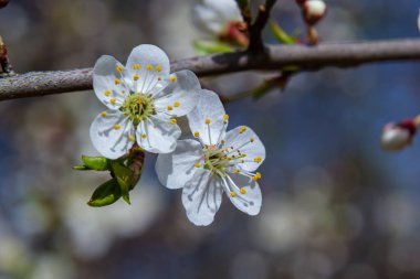 Prunus divaricata, Bahar çiçekleri, Prunus Divaricata, Bahar Sakaru mevsiminde açan beyaz çiçekler. Makro yakın çekim.