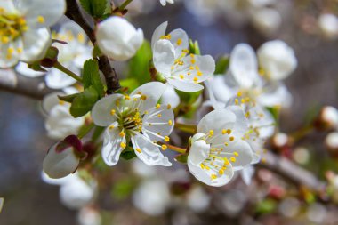 Prunus divaricata, Bahar çiçekleri, Prunus Divaricata, Bahar Sakaru mevsiminde açan beyaz çiçekler. Makro yakın çekim.