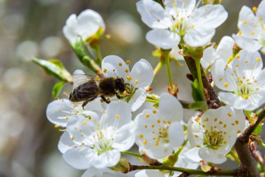 Kafkas eriği çiçekli bal arısı. Prunus cerasifera var.divaricata.