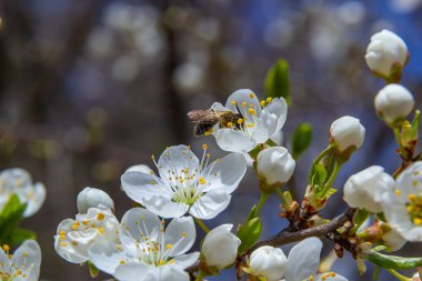 Kafkas eriği çiçekli bal arısı. Prunus cerasifera var.divaricata.