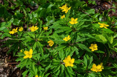 Anemone ranunculoides, sarı anemon, sarı ahşap anemon ya da düğün çiçeği şakayığı.