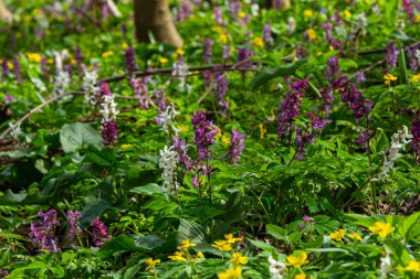 Corydalis kava, menekşe bahar çiçekleri corydalis, makro, yakın çekim. Orman üzerinde erken ilkbaharda çiçeklenir mor corydalis.