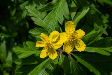 Anemone ranunculoides, sarı anemon, sarı ahşap anemon ya da düğün çiçeği şakayığı.