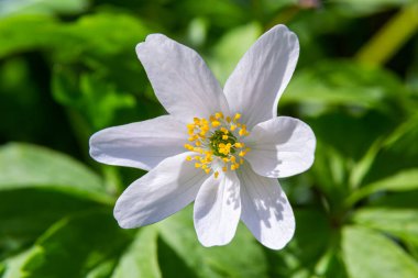 Ağaçların ve mavi gökyüzünün bulanık arka planına sahip beyaz çiçekler. Meşe ormanlarında güzel nemorolar çiçek açıyor. Çiçek mevsimlik duvar kâğıdı.