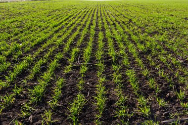 Bir alanda büyüyen genç buğday fidan. Buğday toprağa büyüyen genç yeşil.