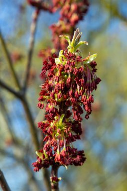 Kül yapraklı akçaağaç, Acer negundo, Manitoba akçaağaç, akçaağaç külü. Çiçekli akçaağaç.
