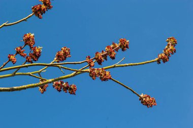 Acer negundo, kutucuk büyükleri, kutucuk büyükleri, kül yapraklı ve akçaağaç külü, Manitoba, elf, akçaağaç akçaağaç erkek cilt bakımı ve açık havada çiçekler. Bahar günü.