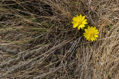 Adonis vernalis, sping garden'da çok yıllık bir çiçekli bitkidir. Adonis vernalis tıbbi bir bitkidir. Doğal arka planda sarı Adonis çiçekleri.