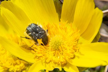 Çiçek açan adonis çiçekleri üzerindeki Oxythyrea funesta, bahar arkaplanı, yabani sarı çiçekleri tozlayan bal arısı.