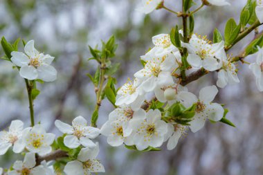 Erik Cerasifera Çiçek açan beyaz erik ağacı. Prunus Cerasifera 'nın beyaz çiçekleri.