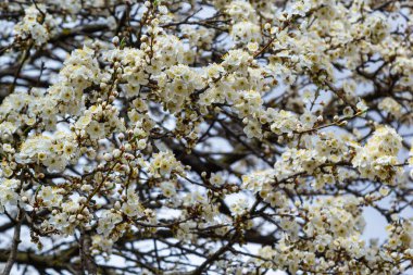 Vahşi beyaz erik çiçekleri güneşli bir bahar gününde ormanda toplanır. Tür Prunus cerasifera namı diğer kiraz eriği veya mirobalan eriği.
