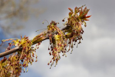 Genç Akçaağaç yaprakları, Acer olarak da bilinen, bir ağaç ve çalı cinsidir. Acer pseudoplatanus, veya Acer platanoides, Avrupa 'nın en yaygın akçaağaç türü. Yüksek kalite fotoğraf.