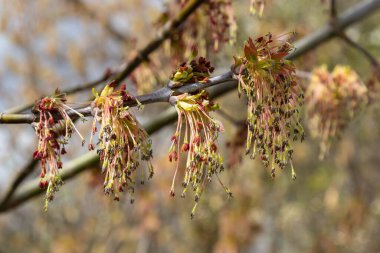 Kutu Elder, Acer negundo, çiçek. İlkbaharda kutucuk büyükleri. Yakın plan..