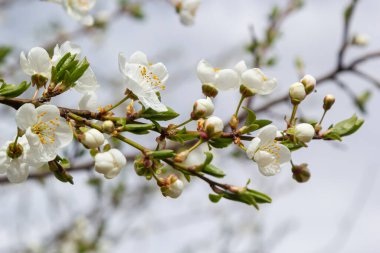 Vahşi beyaz erik çiçekleri güneşli bir bahar gününde ormanda toplanır. Tür Prunus cerasifera namı diğer kiraz eriği veya mirobalan eriği.
