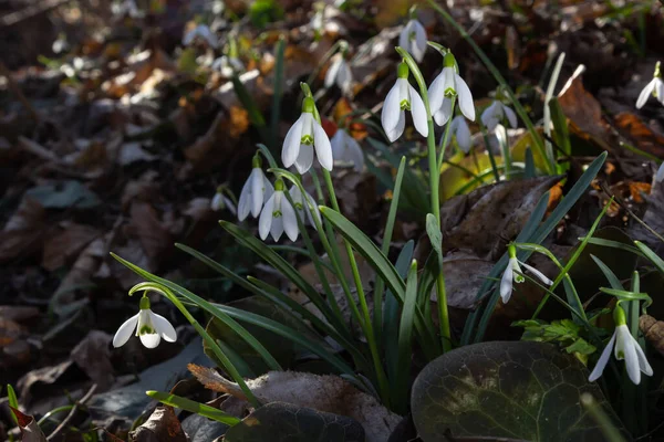 Early Spring Snowdrops Galanthus Nivalis Selective Focus Diffused Background — Stock Photo, Image