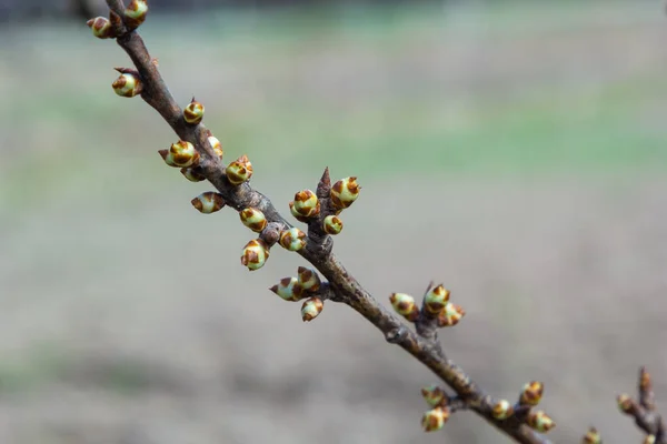 Brotando Botões Galho Árvore Início Primavera Macro — Fotografia de Stock