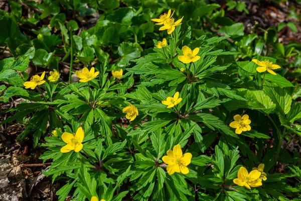 Anemone ranunculoides, sarı anemon, sarı ahşap anemon ya da düğün çiçeği şakayığı.