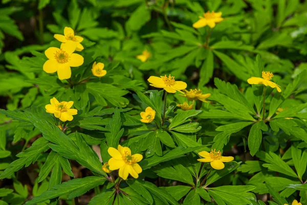 Anemone ranunculoides, sarı anemon, sarı ahşap anemon ya da düğün çiçeği şakayığı.