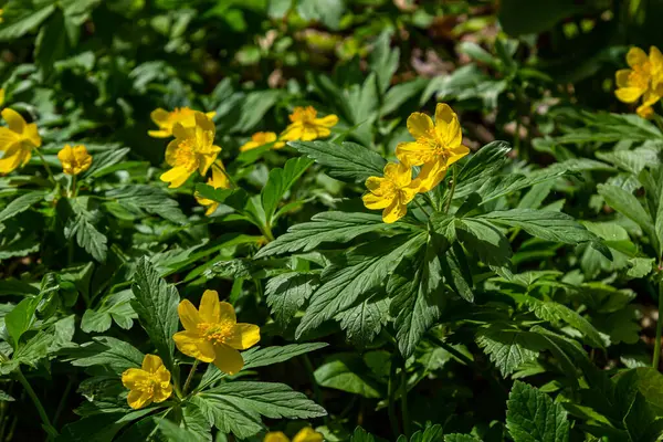 Anemonranunkuloider Den Gula Anemonen Den Gula Vitsippan Eller Vitsippan — Stockfoto