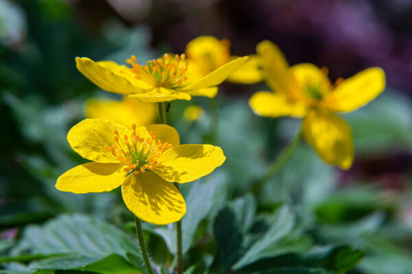 In a swamp, in the alder forest blossom Caltha palustris.