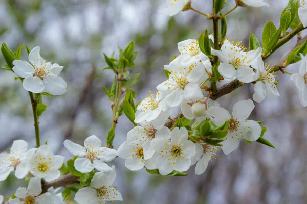 Prunus Cerasifera Prunier Blanc Fleurs Fleurs Blanches Prunus Cerasifera — Photo