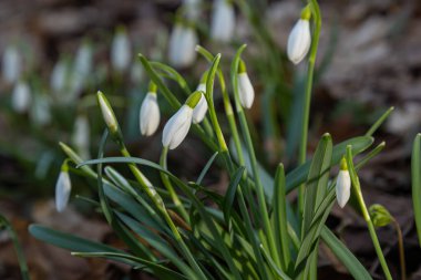 Beyaz kardelen çiçeği, yaklaş. Galanthus çiçekleri, baharın başlarında, yeşil arka planda güneş tarafından aydınlatılan bulanık bir çiçek. Amaryllidaceae familyasındaki Galanthus nivalis ampul, daimi bitkisi..