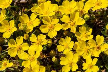 Potentilla arenasının küçük çiçekleri fototerm çayırında. Kum toprağında yetişen yabani sarı çiçekler..