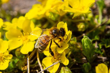 Arı Potentilla arenaria, Tormentilla erecta, Potentilla laeta, Potentilla tormentilla, tormentil, tormentil, septfoil, dikme cinquefoil sarı küçük yabani bitkiler.