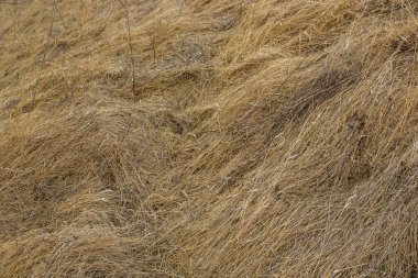 Rüzgâr ve yağmurun altında ezdiği kuru çimenler bir tarlada yatıyor. Sarı ölü ot, doğal arka plan..