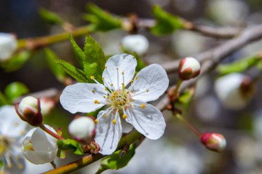 Prunus divaricata, Bahar çiçekleri, Prunus Divaricata, Bahar Sakaru mevsiminde açan beyaz çiçekler. Makro yakın çekim.
