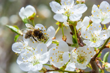 Kafkas eriği çiçekli bal arısı. Prunus cerasifera var.divaricata.