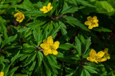 Anemone ranunculoides, sarı anemon, sarı ahşap anemon ya da düğün çiçeği şakayığı.