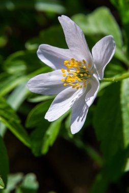 Anemone Nemorosa 'nın beyaz bahar çiçekleri baharda, güneşli bir günde orman zemininde.