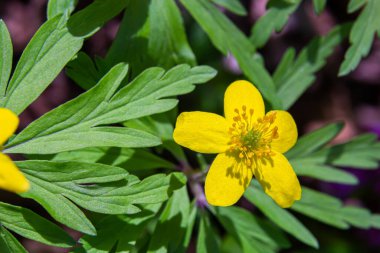 Anemone ranunculoides, sarı anemon, sarı ahşap anemon ya da düğün çiçeği şakayığı.