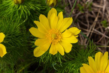 Adonis vernalis, sping garden'da çok yıllık bir çiçekli bitkidir. Adonis vernalis tıbbi bir bitkidir. Doğal arka planda sarı Adonis çiçekleri.