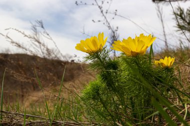 Sarı orman çiçekleri Adonis vernalis, sülün gözü, bahar sülününün gözü, sarı sülün gözü, sahte karabatak. Bitki zehirli, kardiostimülan bileşikleri içeriyor..