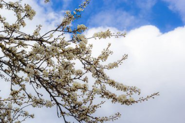 Erik Cerasifera Çiçek açan beyaz erik ağacı. Prunus Cerasifera 'nın beyaz çiçekleri.